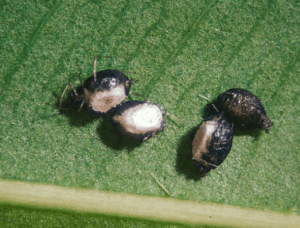 mummie di ephedrus cerasicola