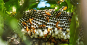 nido di ropalidia marginata