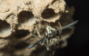 nido di stenogastrinae