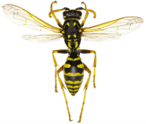 polistes dominula
