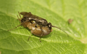 pompilus cinereus e preda