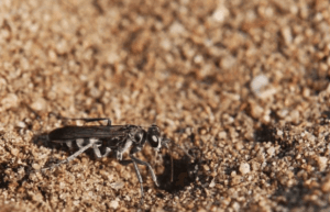 pompilus cinereus tana