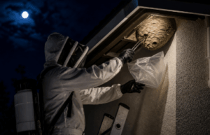 Disinfestazione vespe Cascia