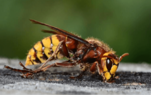 vespa crabro puntura