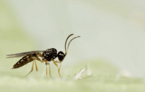 vespa ephedrus cerasicola