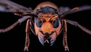 vespa mandarinia puntura