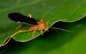 vespa parassitoide
