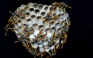vespe cartonaie