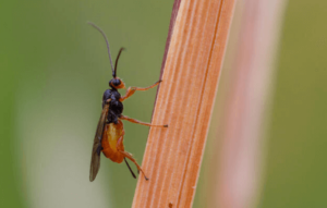 vespe parassite