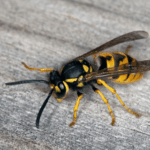 vespula germanica