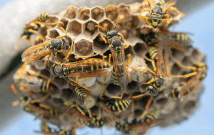 vespula germanica nido